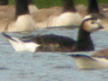 Red-breasted Goose x Barnacle Goose hybrid